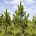 Acciones de prevención para evitar el ingreso de Sirex obesus que afecta a los pinos