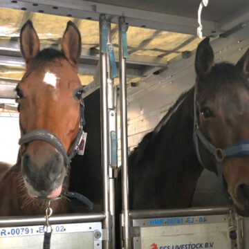 caballos senasa senasa