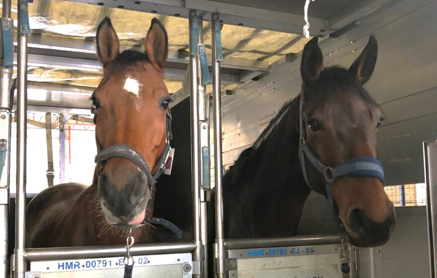 caballos senasa senasa