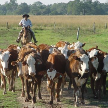 Día del Trabajador Rural: historia y presente de quienes sostienen el campo