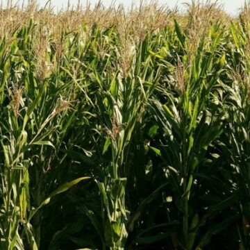 WhatsApp Image 2025-12-10 at 08.28.02 senasa