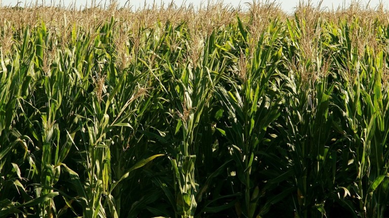 WhatsApp Image 2025-12-10 at 08.28.02 senasa