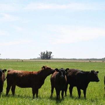 Calendario Sanitario 2026: Buenos Aires ya tiene fechas para el nuevo esquema de vacunación