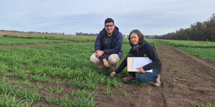Lola: la nueva dueña del verde tiene sello del INTA Barrow