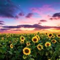 El año en que el sol te dio la derecha: la campaña récord de girasol que rompió todos los moldes