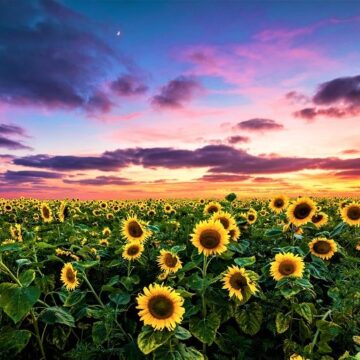 El año en que el sol te dio la derecha: la campaña récord de girasol que rompió todos los moldes