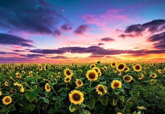 El año en que el sol te dio la derecha: la campaña récord de girasol que rompió todos los moldes