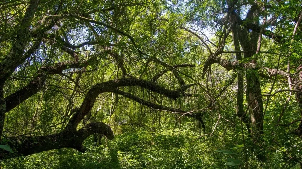 bosques nativos