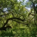 bosques nativos