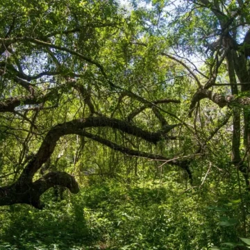 bosque-nativo bosques nativos