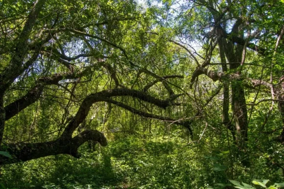 bosques nativos