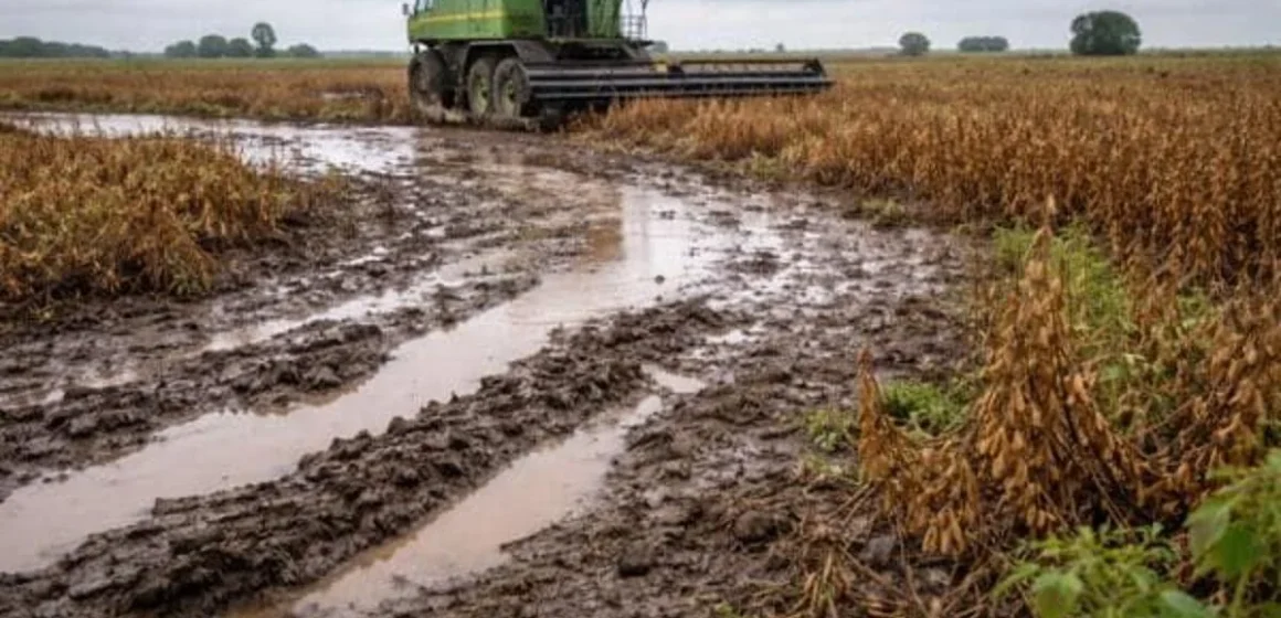 El agua metió la cola en el inicio de la fina y la soja se despide con los bolsillos llenos