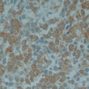 cancer infantil prueban con éxito una vacuna terapéutica para tratar un cáncer infantil agresivo