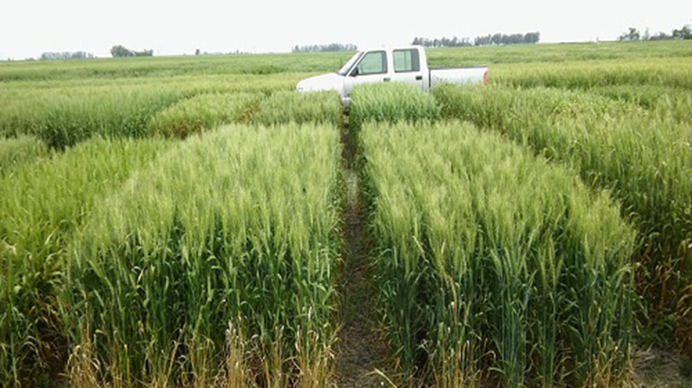 Siembra de trigo frenada por excesos hídricos y ajuste en la proyección del sorgo: los datos del PAS