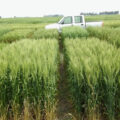Siembra de trigo frenada por excesos hídricos y ajuste en la proyección del sorgo: los datos del PAS