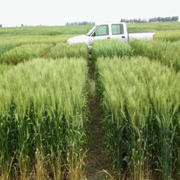 Siembra de trigo frenada por excesos hídricos y ajuste en la proyección del sorgo: los datos del PAS