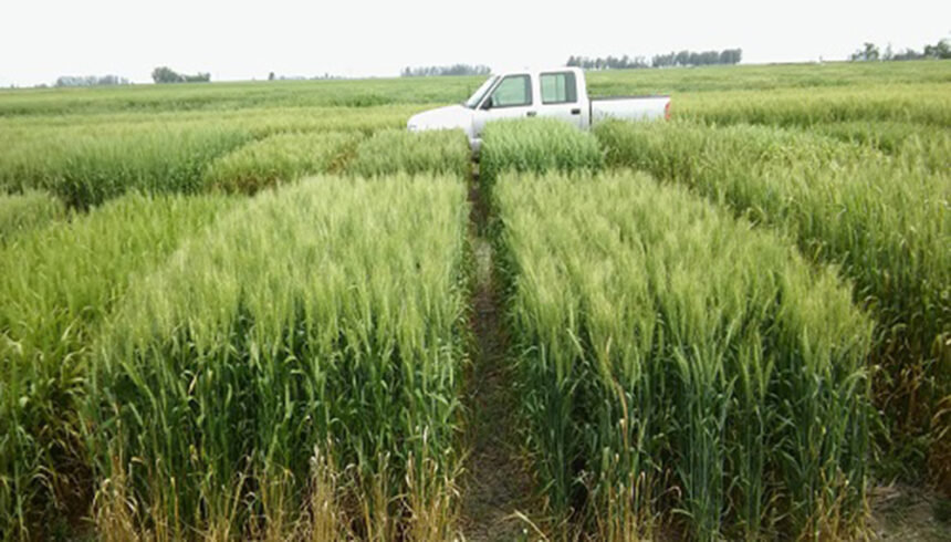 Siembra de trigo frenada por excesos hídricos y ajuste en la proyección del sorgo: los datos del PAS