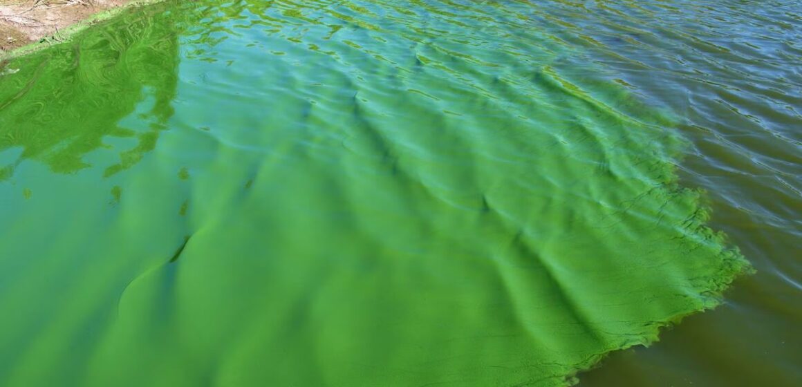 cianobacterias Alerta naranja por cianobacterias en 17 municipios bonaerenses: prohíben el ingreso al agua y el consumo de pesca local
