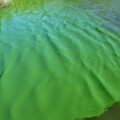 Alerta naranja por cianobacterias en 17 municipios bonaerenses: prohíben el ingreso al agua y el consumo de pesca local
