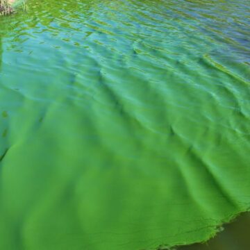 Alerta naranja por cianobacterias en 17 municipios bonaerenses: prohíben el ingreso al agua y el consumo de pesca local