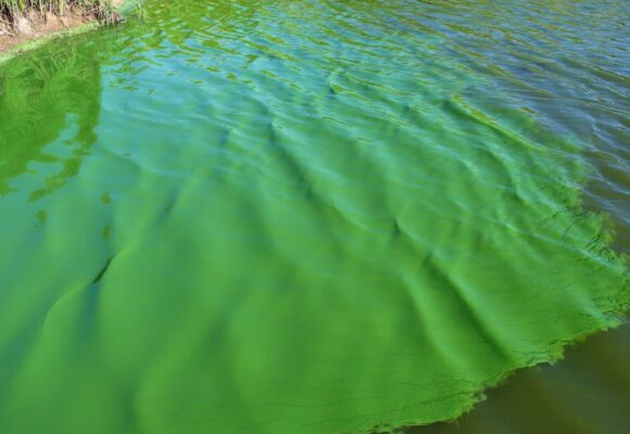 Alerta naranja por cianobacterias en 17 municipios bonaerenses: prohíben el ingreso al agua y el consumo de pesca local