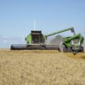 cerró la siembra de trigo y la cosecha de sorgo entra en su tramo final