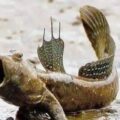 El misterio del Surubilo cuevero: el pez que nada en barro, sobrevivía a las corridas y que ahora podría morir con la inflación