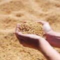La Cámara de la Industria Aceitera de la República Argentina (CIARA) y el Centro de Exportadores de Cereales (CEC) informaron un ingreso de divisas de 2.750 millones de dólares