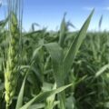 heladas y trigo