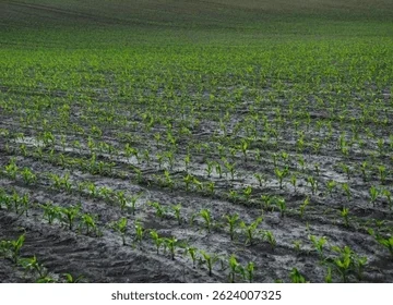 maiz zona nucleo siembra Pese a la mejora en las reservas hídricas, las lluvias y la baja radiación frenan la siembra y encienden alarmas en los cultivos